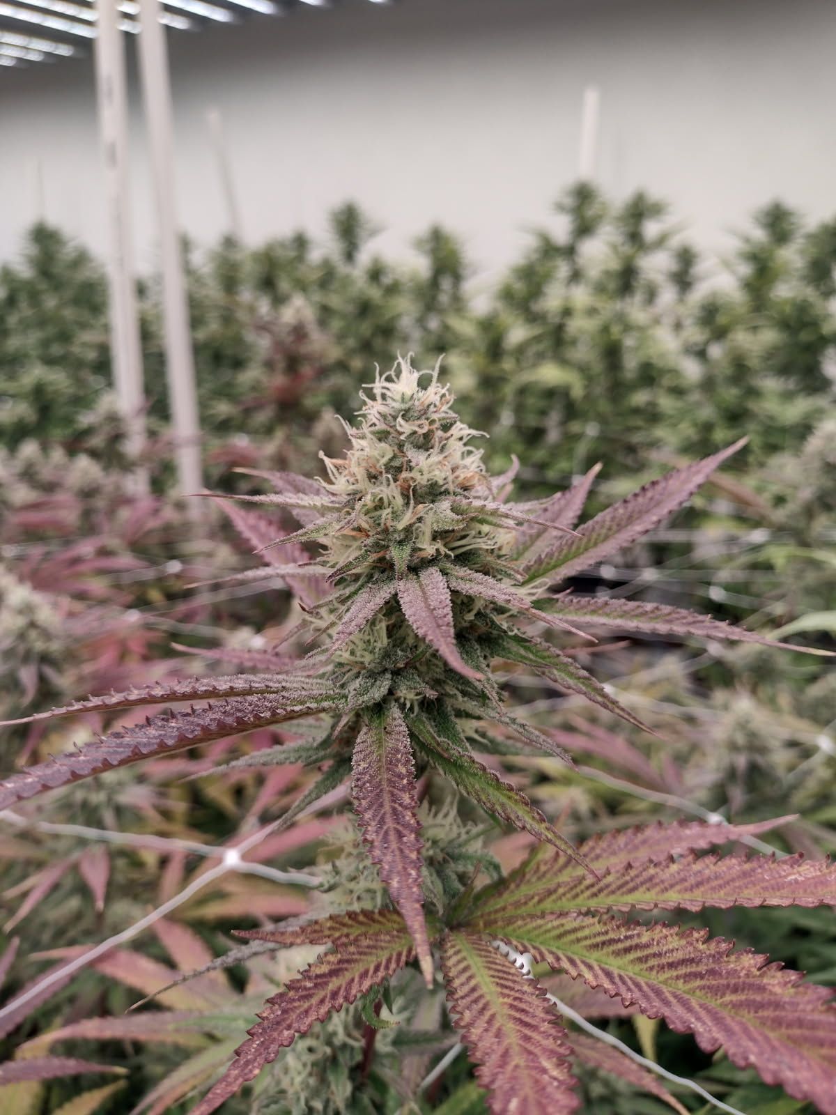 Cannabis plant with purple leaves and dense buds in an indoor grow room