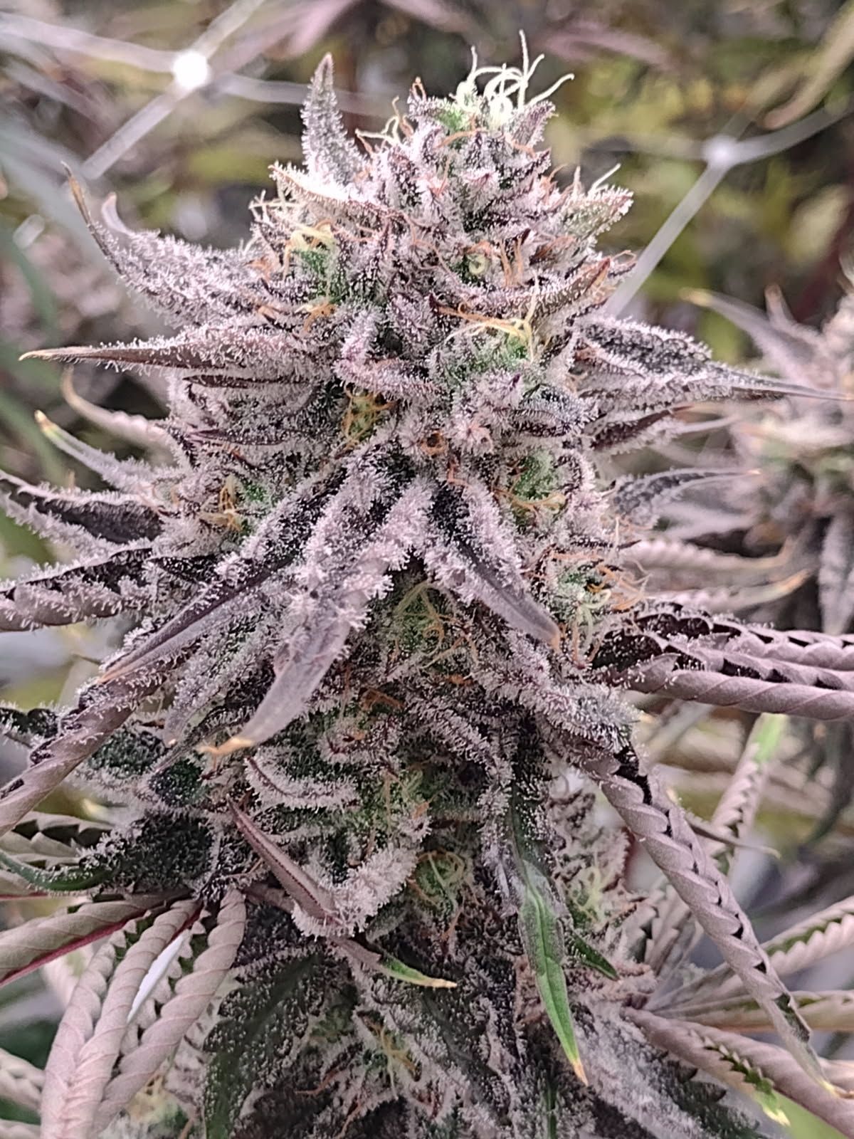 Close-up of a frosty cannabis bud with purple and green leaves