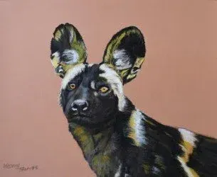 Black-and-tan wild dog portrait against a pink background, ears perked and facing forward