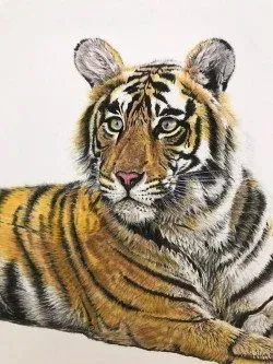 Tiger reclining, facing forward with orange-black stripes and alert expression on a white background