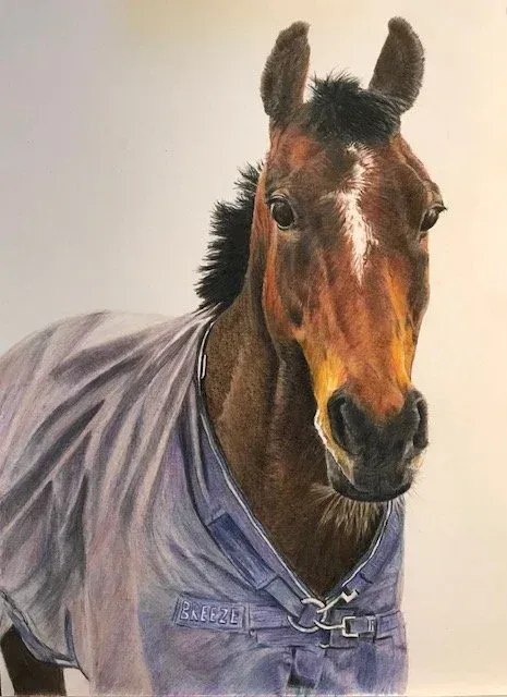 Brown horse wearing a light blue blanket against a plain background