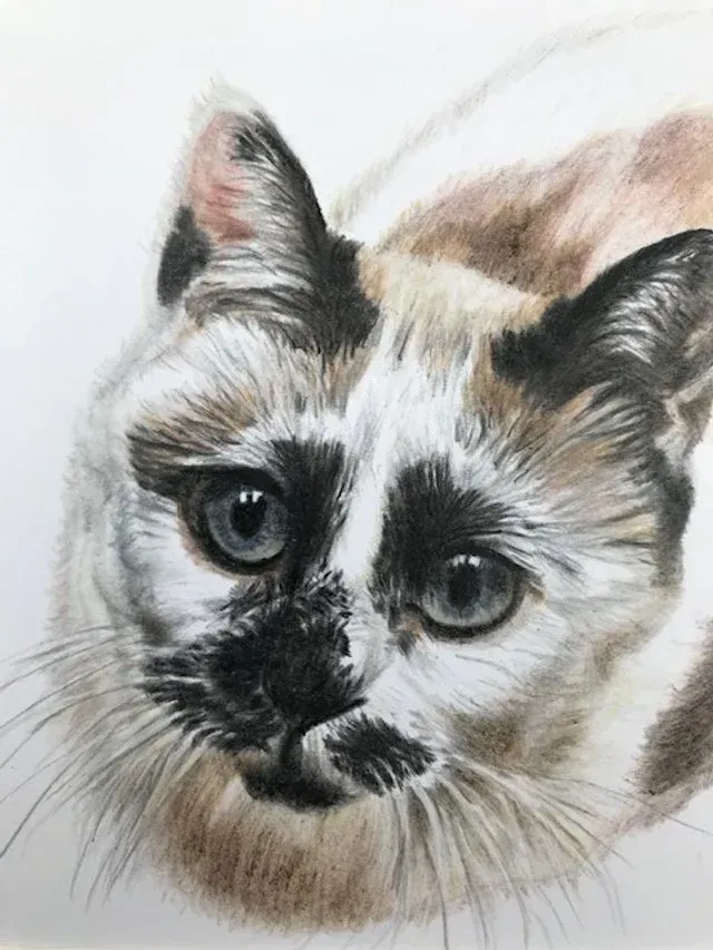 A fluffy cat portrait with blue eyes, cream fur, and dark face markings on a white background