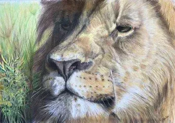 Close-up of a lion’s face with golden fur and a calm expression in grassy surroundings