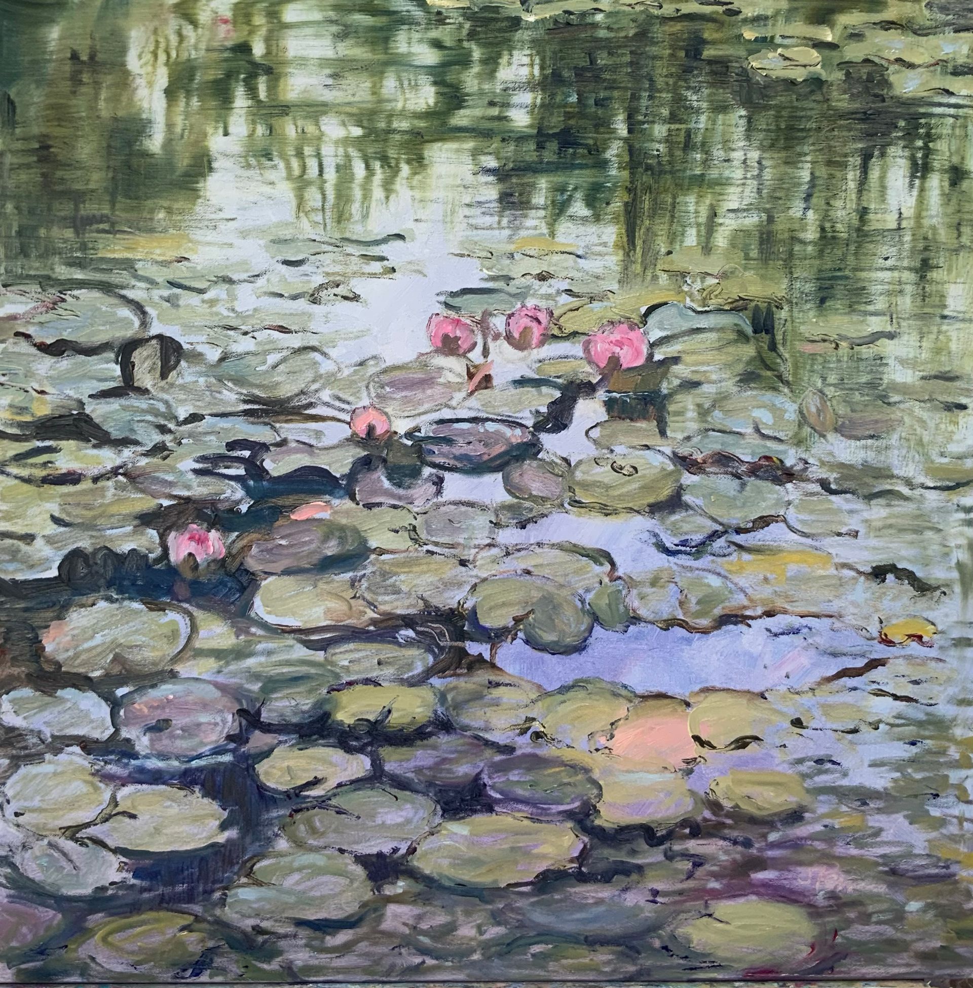 Water lily pond with pink blossoms and green lily pads reflected in rippling water