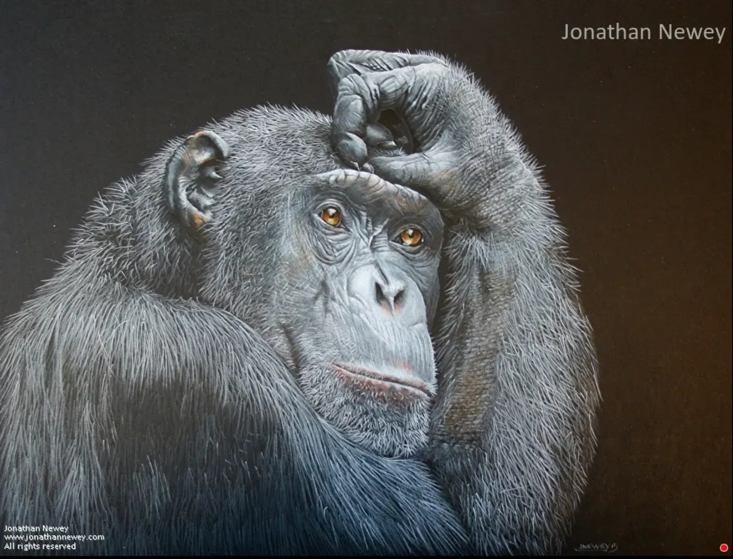 Chimpanzee resting with one hand on its head, looking at the camera against a dark background.