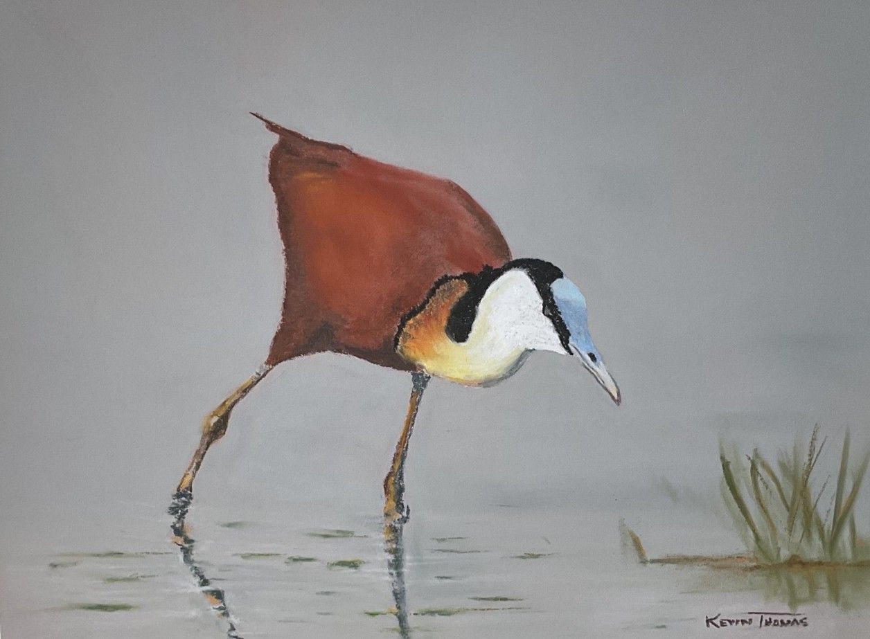 Red bird with white face and long bill wading in shallow water, reflected below.