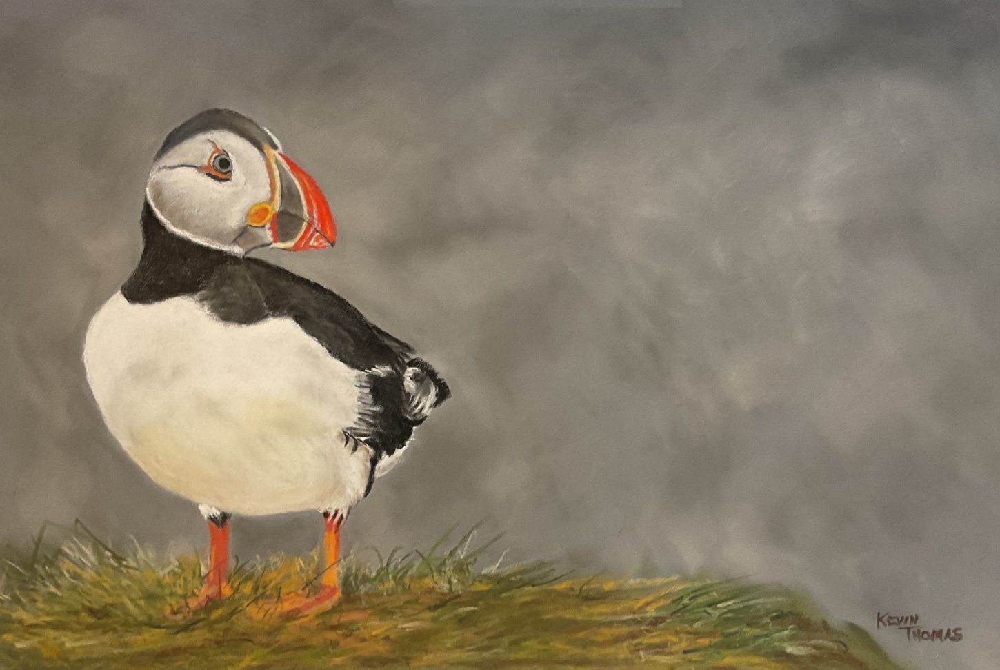Puffin standing on grass against a gray background, with orange beak and feet.