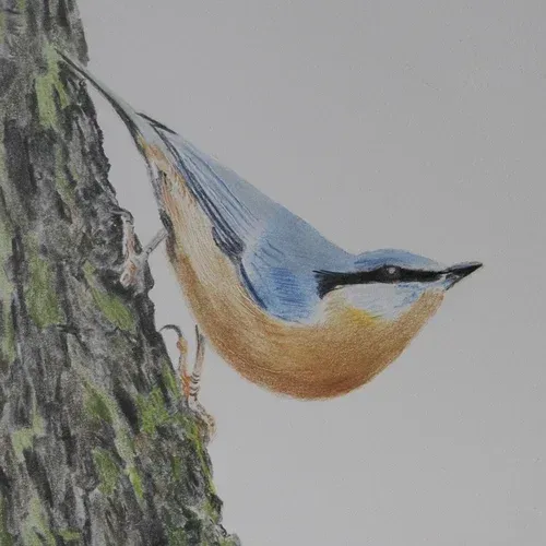 Small blue-and-orange bird clings to a tree trunk, facing left.
