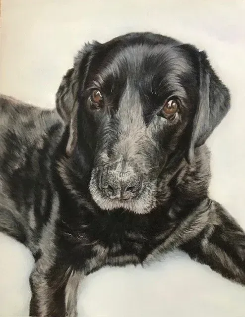 Black Labrador lying down on a light background, looking calmly at the camera.