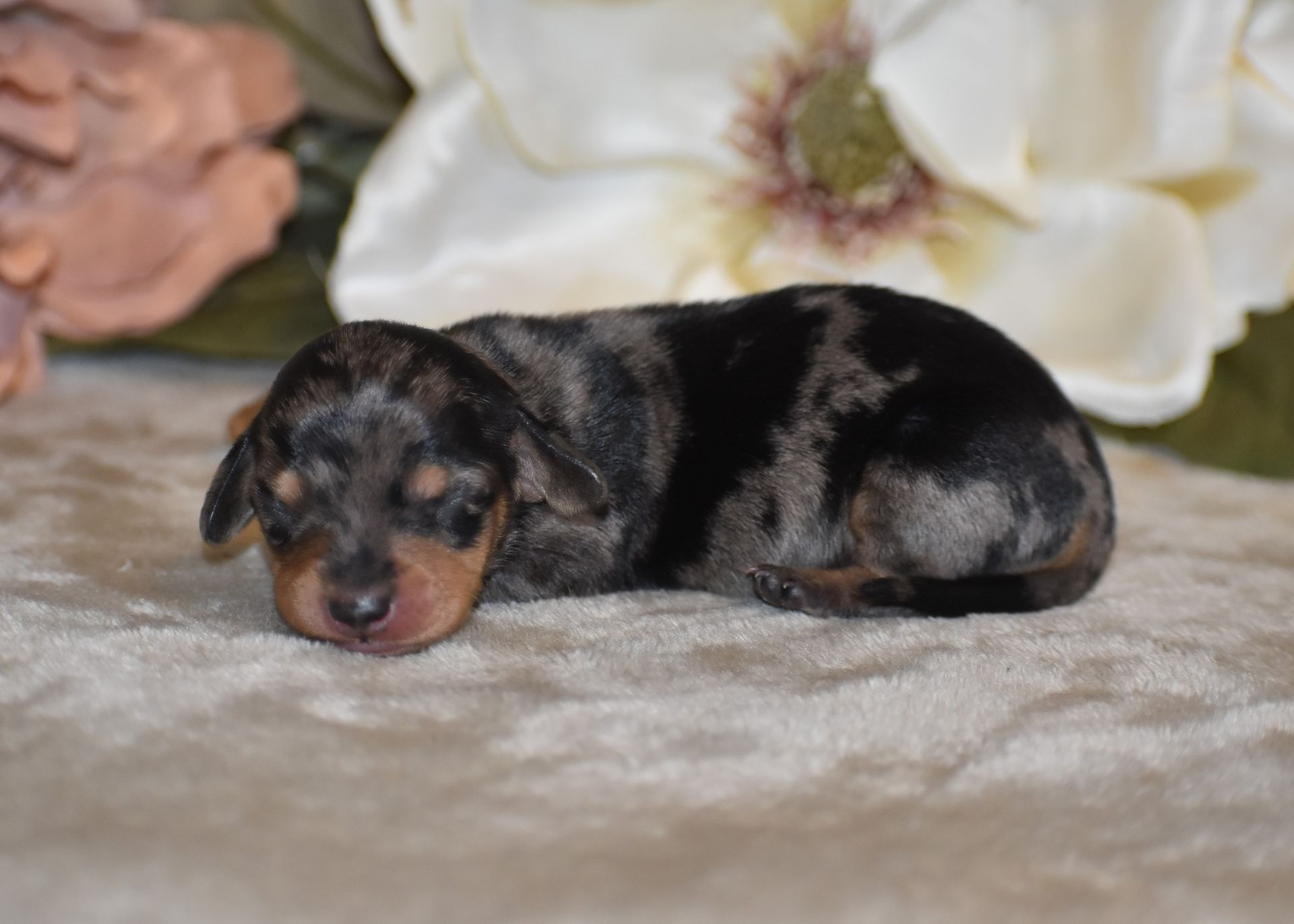 Available Dachshund Puppies for Sale | Down Home Dachshunds