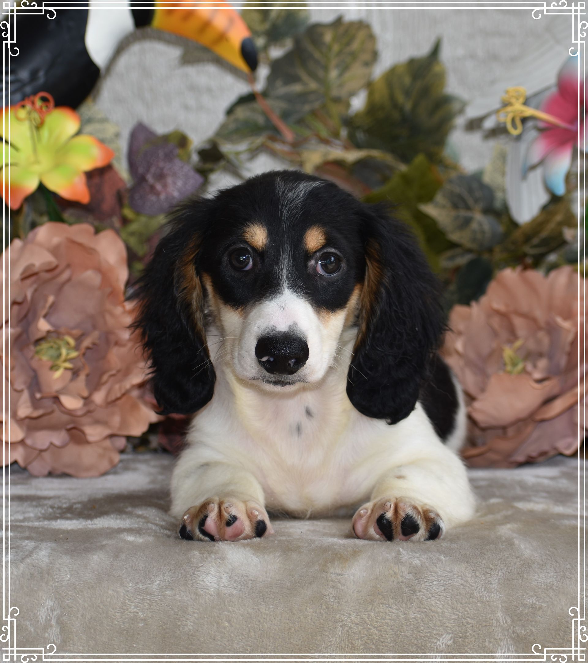 Dapple Piebald Dachshund