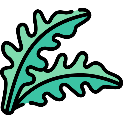 Diagram of arugula (rocket)