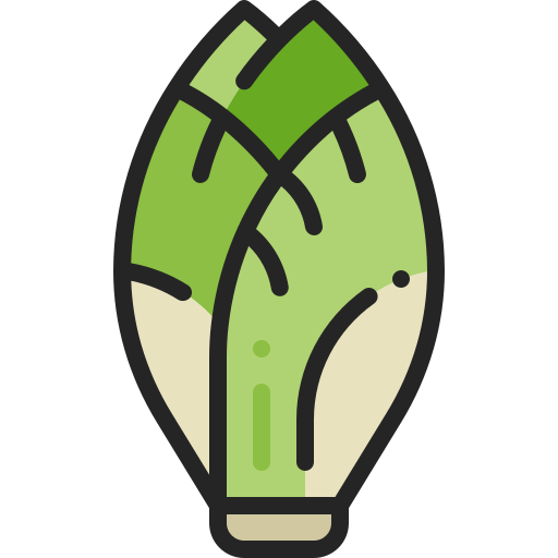Diagram of chicory (aka witloof, endive)