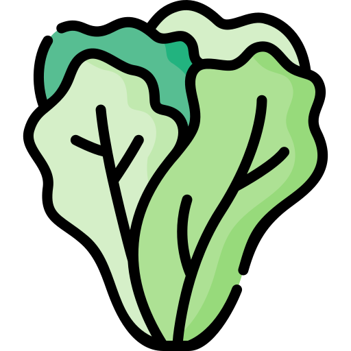 Diagram of lettuce