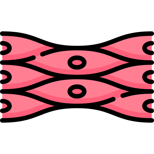 Drawing of muscle cells