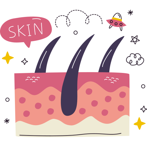 Diagram of cross section of skin