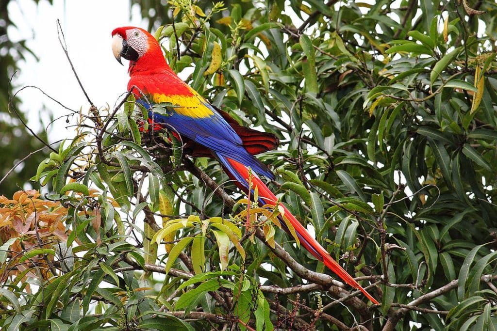 Scarlet Macaw in Tamarindo Costa Rica. Birdwatching tour in Costa Rica, things to do.