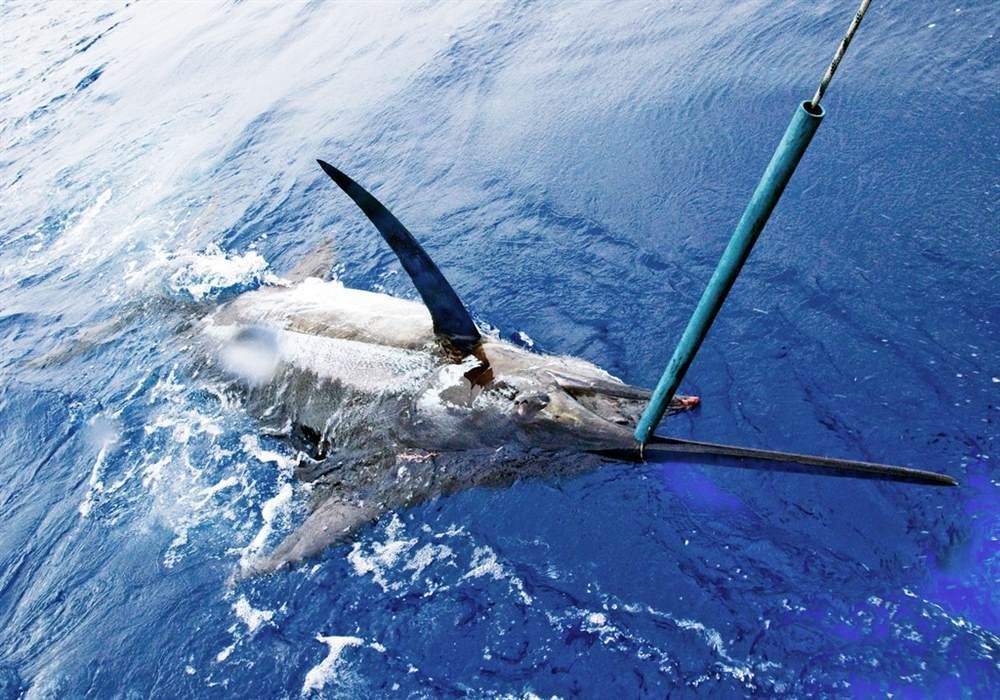 Marin fishing in Costa Rica