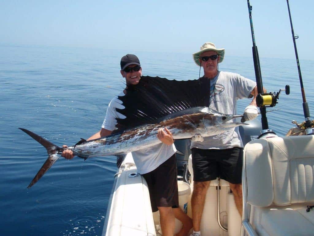 Sailfish