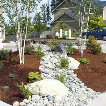 Modern landscaped front yard with white stone dry creek, shrubs, and birch trees beside a house
