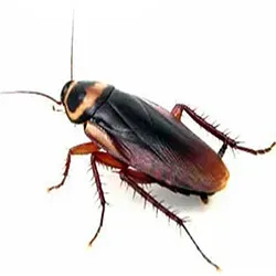 Picture of a German Cockroach facing left