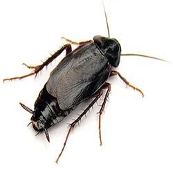 Picture of an Oriental Cockroach facing right