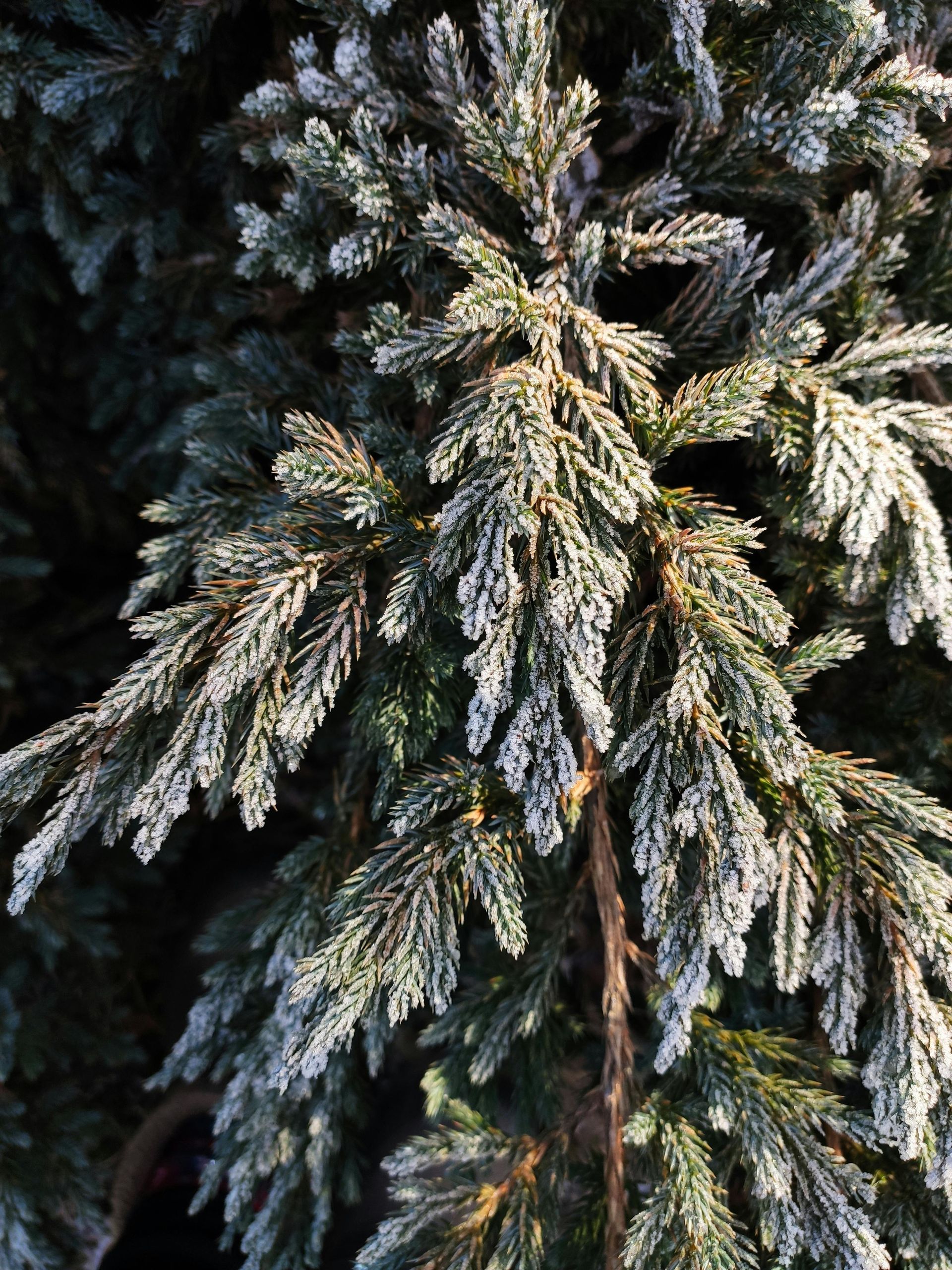 Close-up of a frosted evergreen branch with needle-like, blue-green foliage covered in white frost.