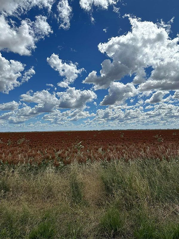 A Field With A Blue Sky And Clouds In The Background — Brown & Co Finance in Miles, QLD