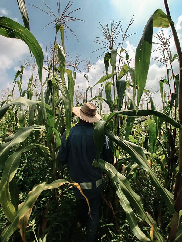 A Man Wearing A Hat Is Walking Through A Corn Field — Brown & Co Finance in Toowoomba, QLD