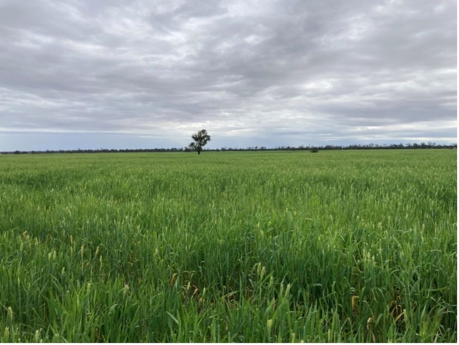 Green wheatfield — Brown & Co Finance in Toowoomba, QLD