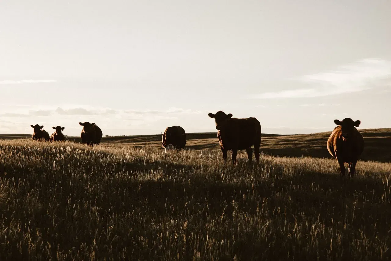 A Herd Of Cows Are Standing In A Grassy Field — Brown & Co Finance in Dalby, QLD