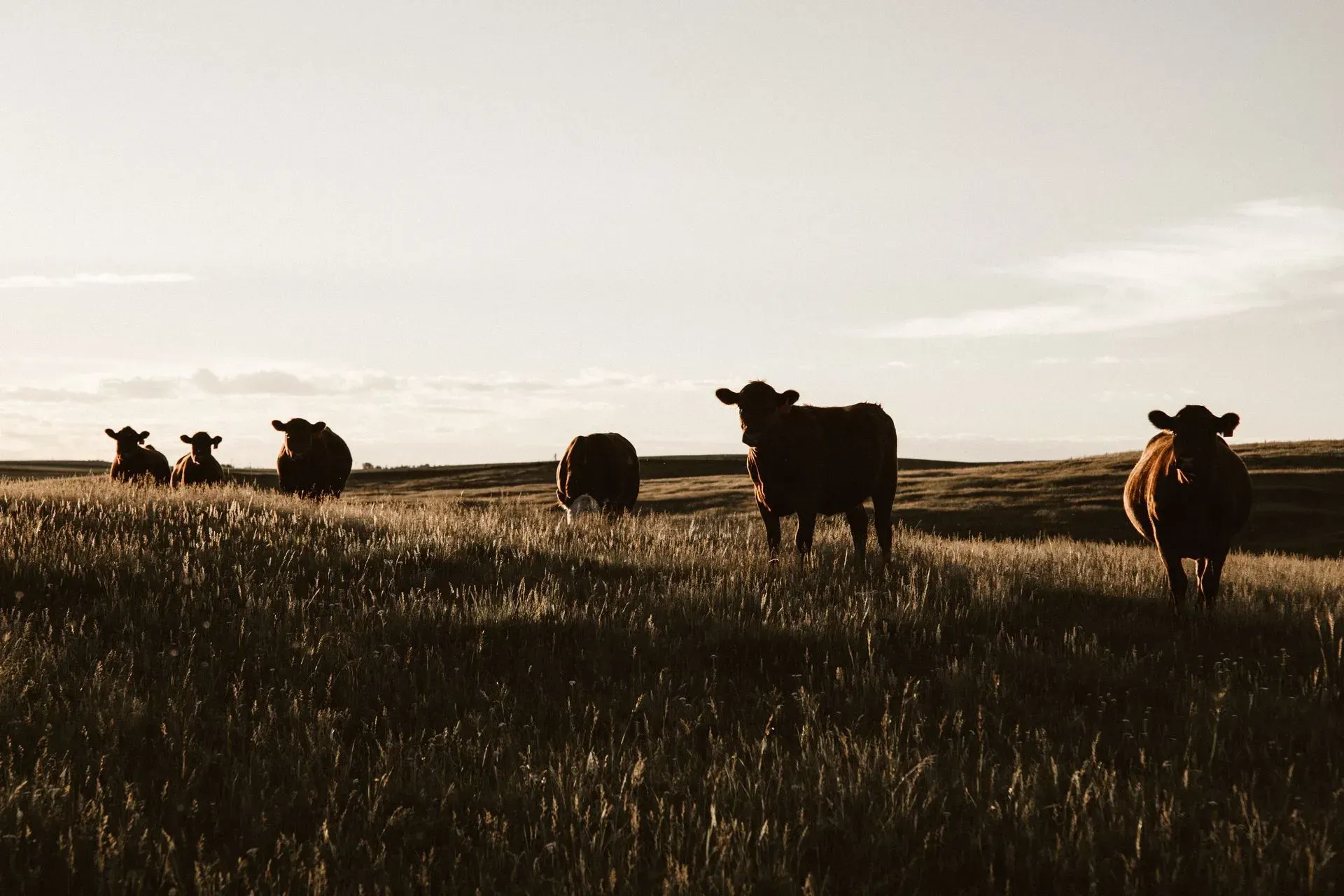 Three Sheep In A Field Of Grass — Brown & Co Finance in Miles, QLD