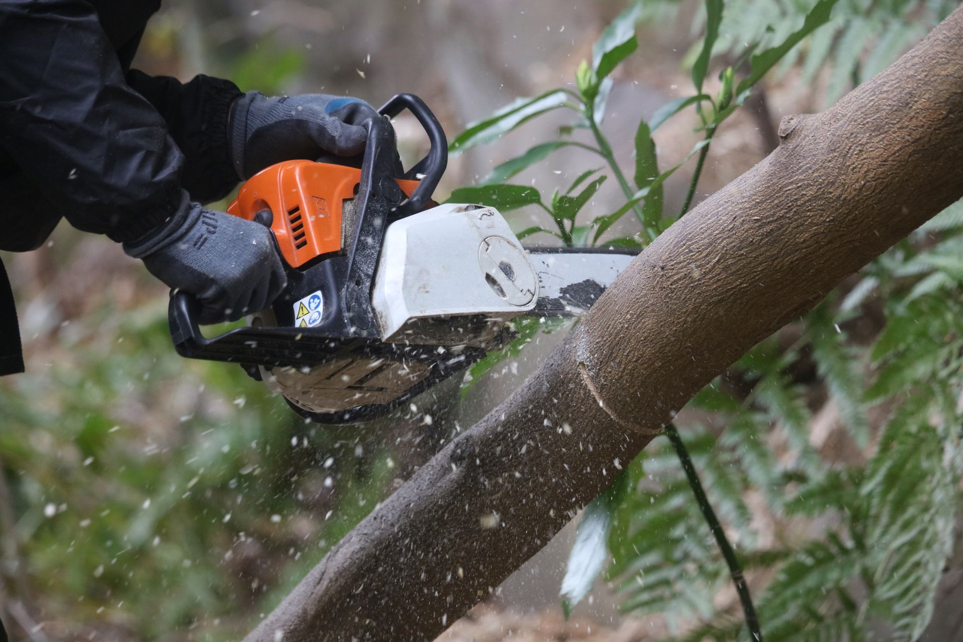 Tree lopping and trimming