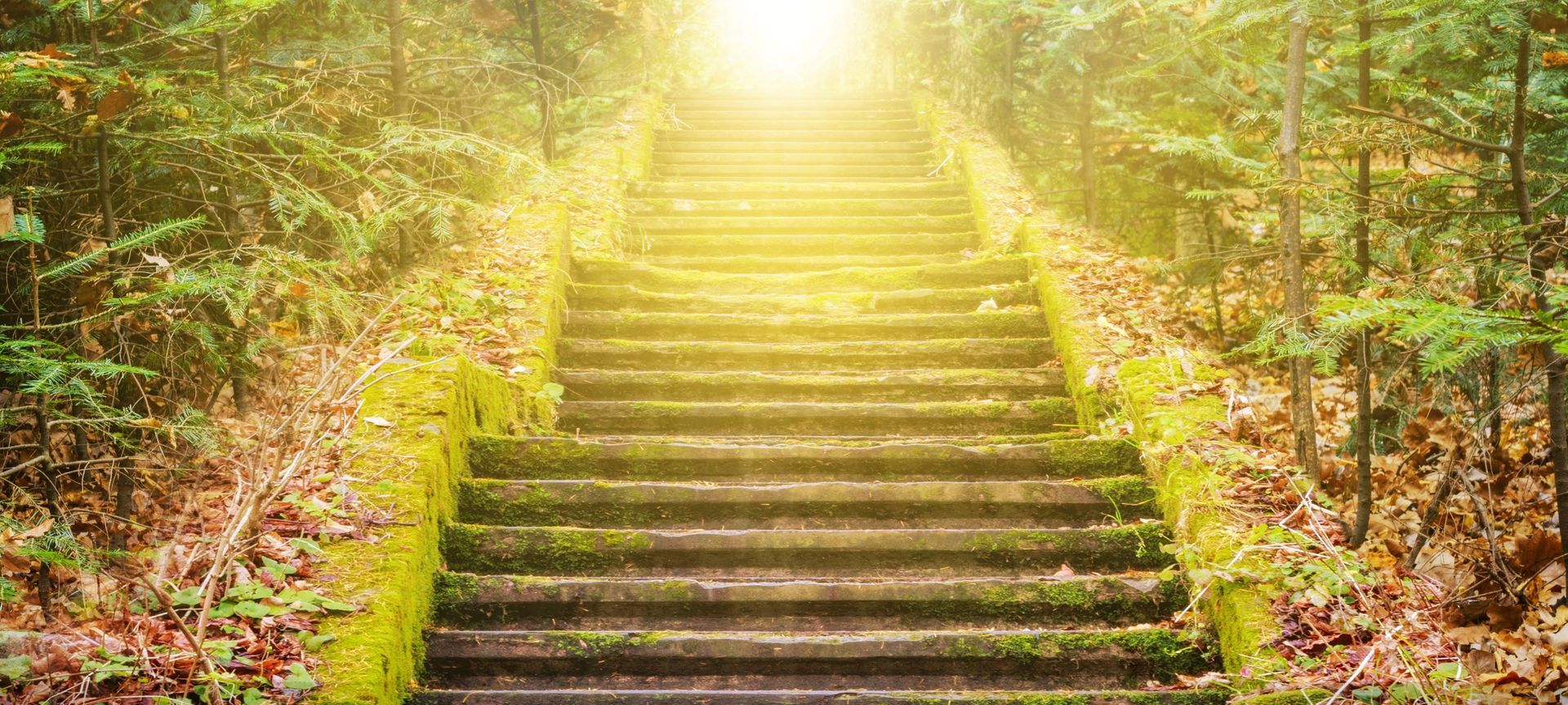 Sunlit stone steps ascending through lush green forest