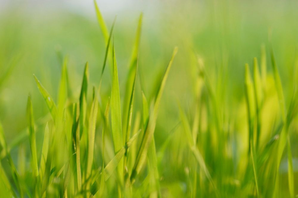 Blades of grass — Southern Turf