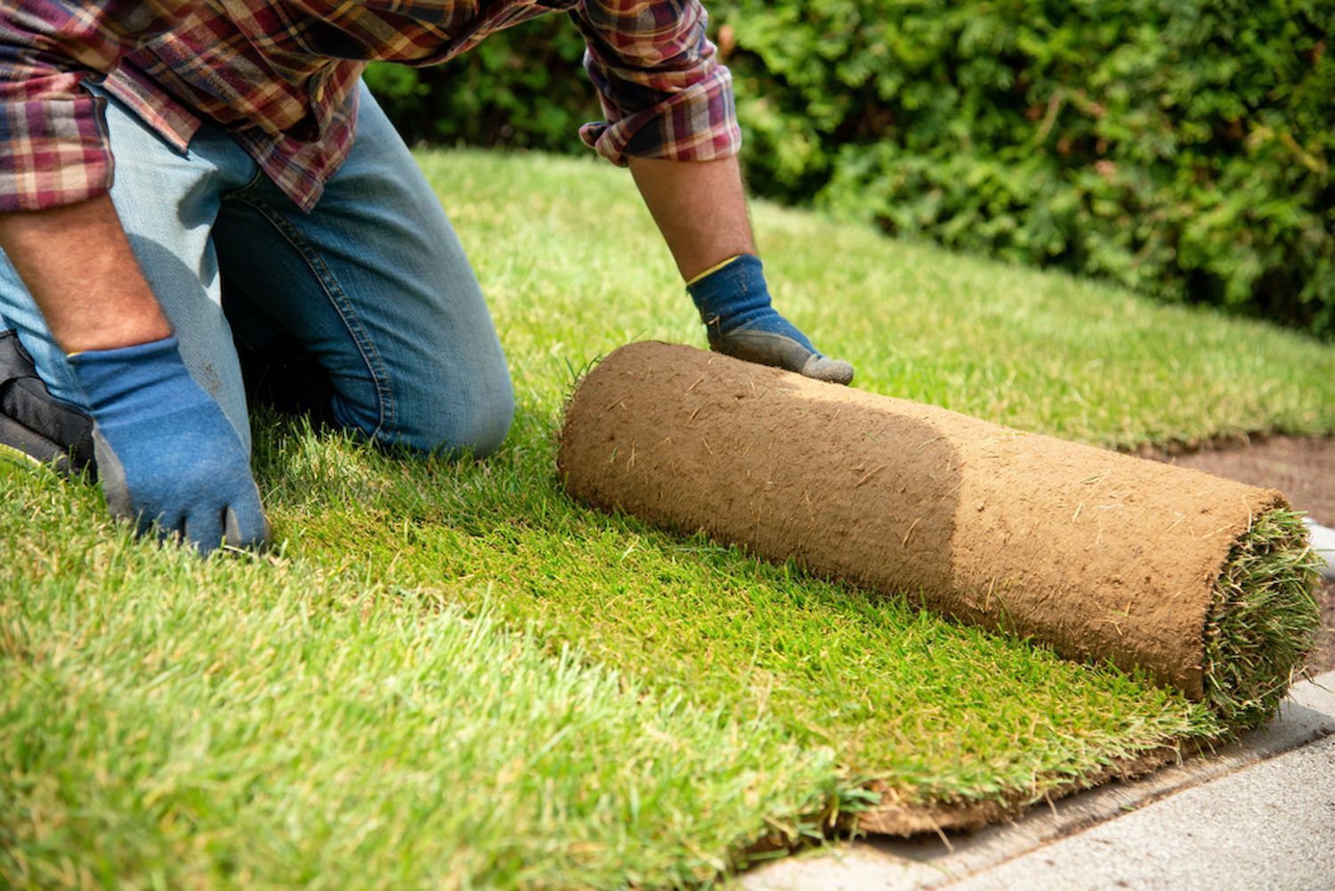 Person laying sod rolls in a garden; blue gloves, green grass, sunlight.