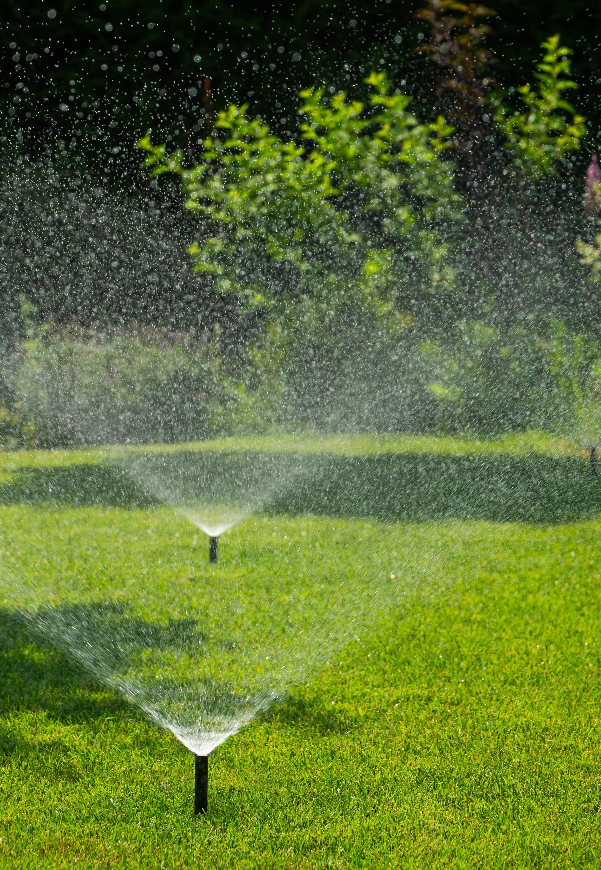 Sprinklers spraying water on a green lawn in a garden.