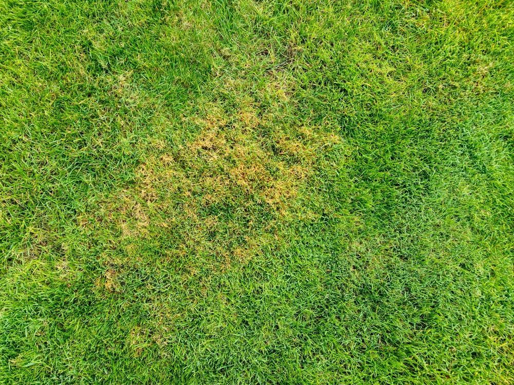 Green lawn with a brown patch of dead grass.