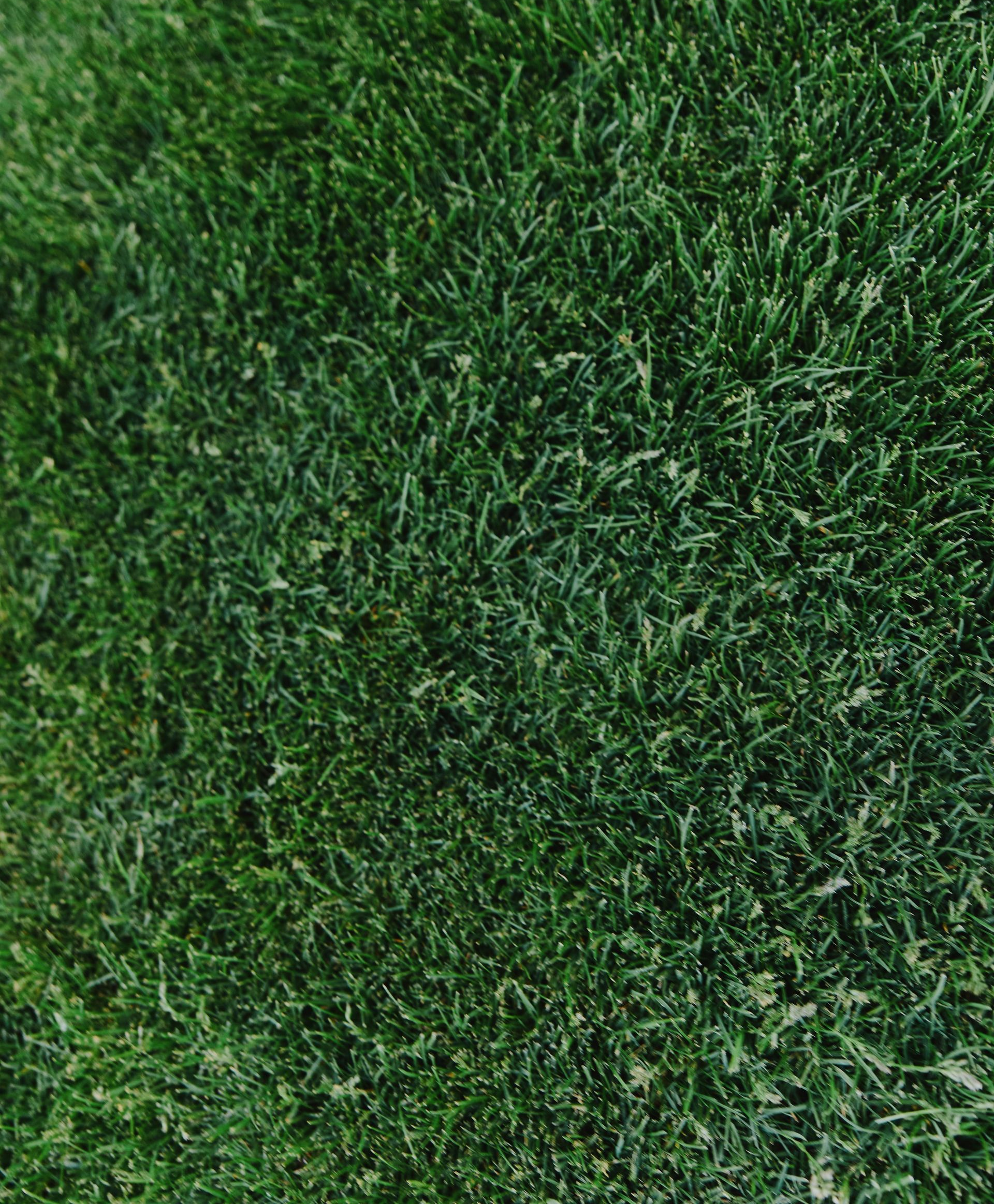 Lush green artificial turf and concrete patio, with green bushes and a tree base.
