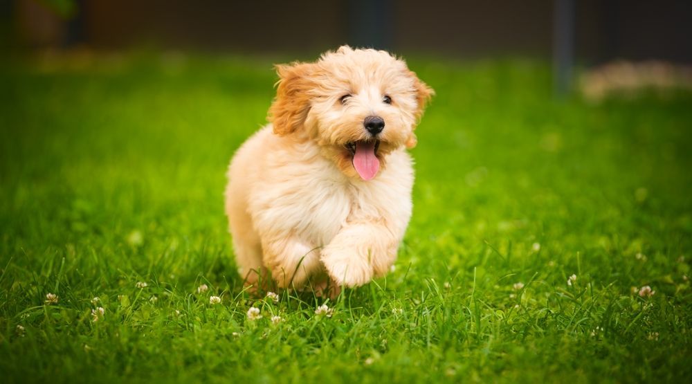 Fluffy, light-brown puppy running happily on green grass, tongue out.