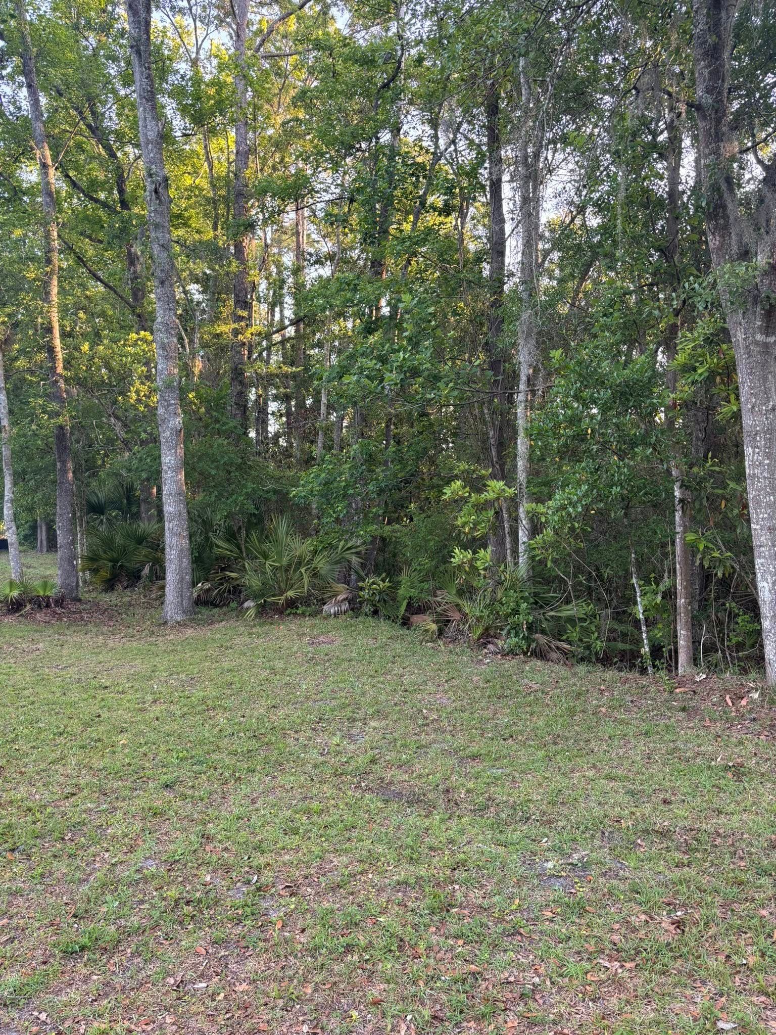 Wooded area with tall trees and green undergrowth beside a grassy clearing