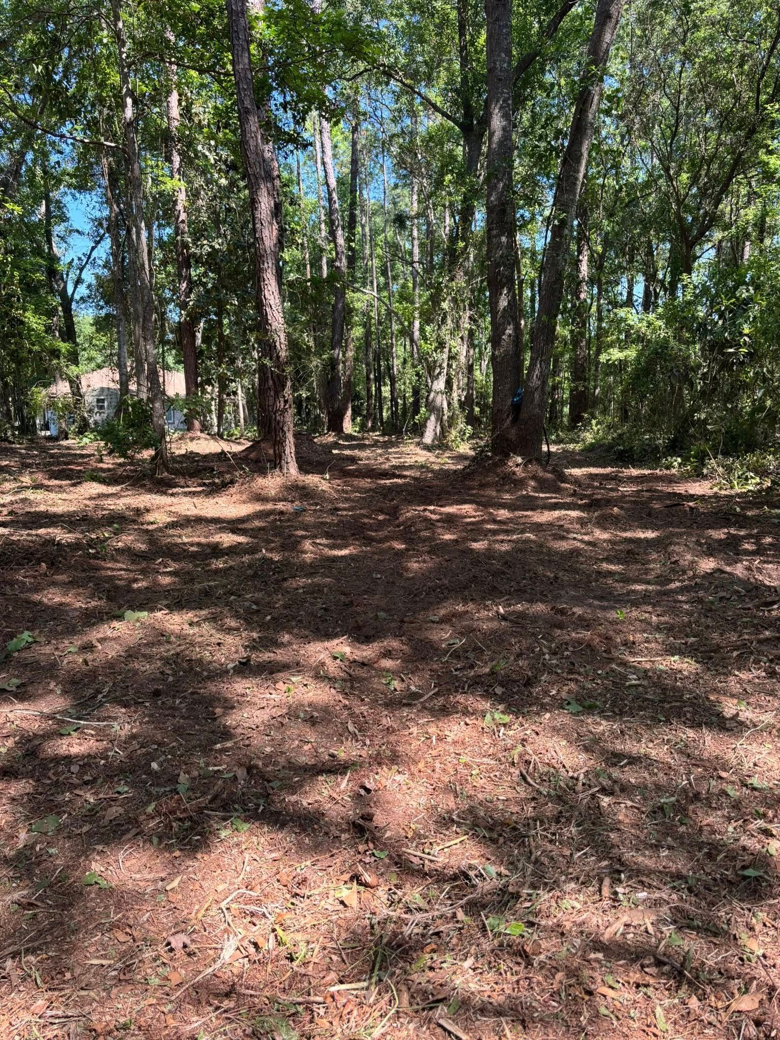 Sunlit forest clearing with tall trees and a ground covered in dry leaves and shadows