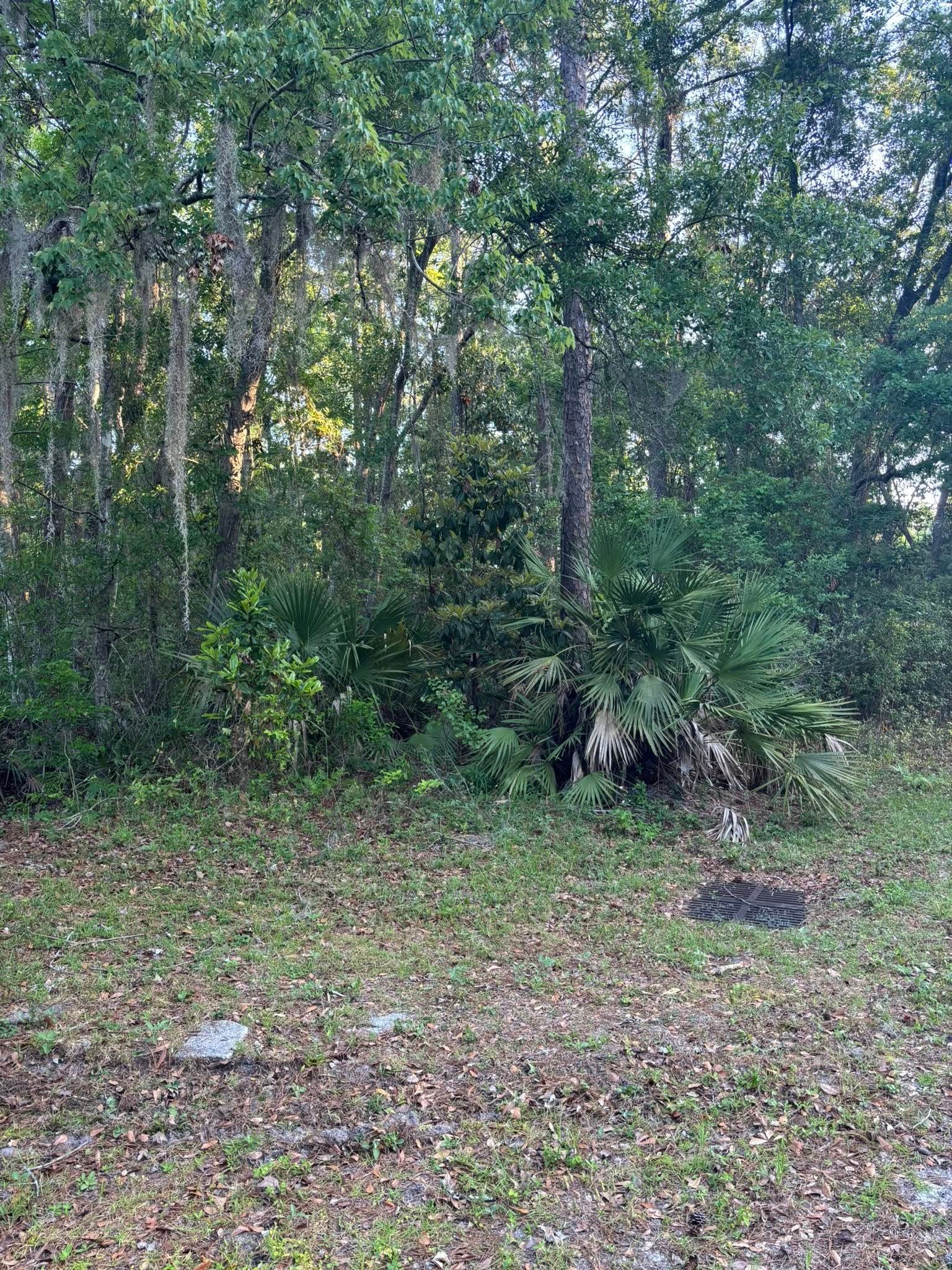 Wooded clearing with dense trees, leafy ground cover, and scattered fallen branches.