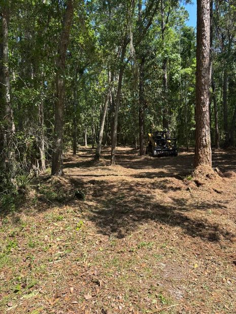 Wooded clearing with tall trees, dappled sunlight, and a parked ATV in the background