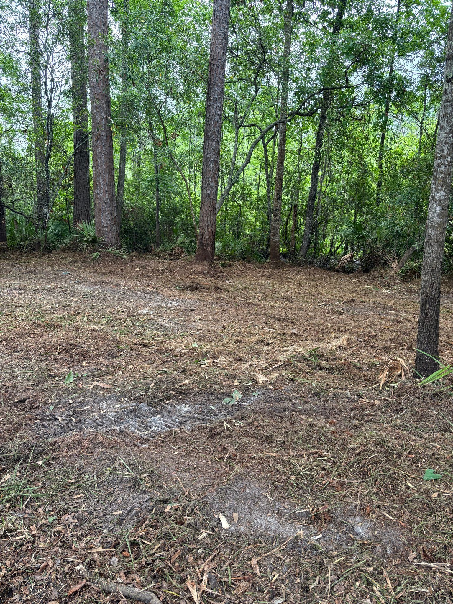 Wooded clearing with muddy ground and tall trees under green foliage.
