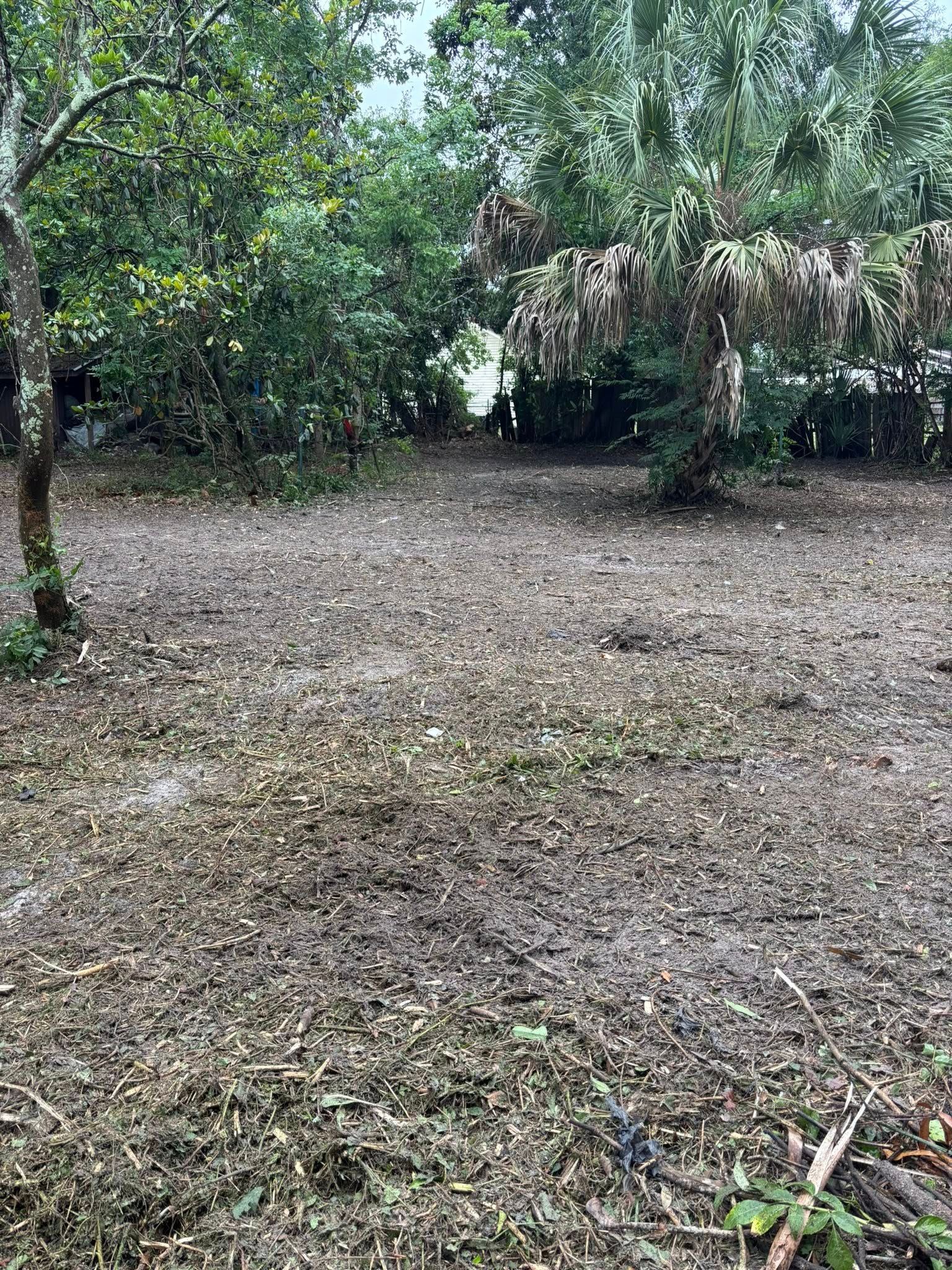 Leaf-covered yard with trees and dense green foliage in the background