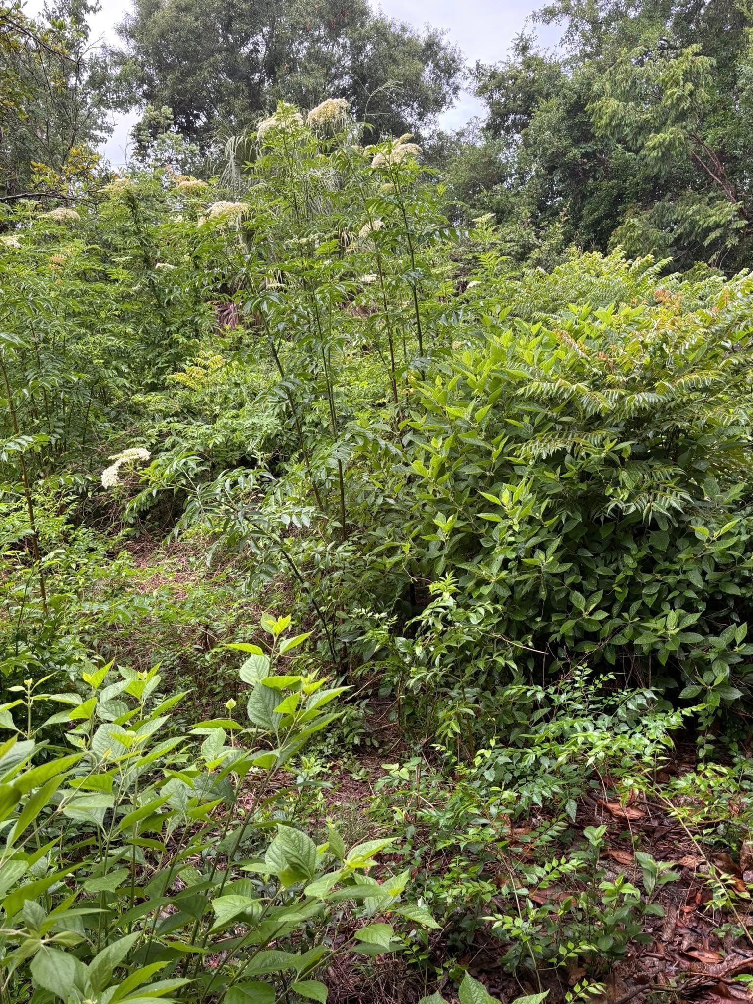 Dense green shrubs and wild plants filling a natural outdoor area, with trees in the background