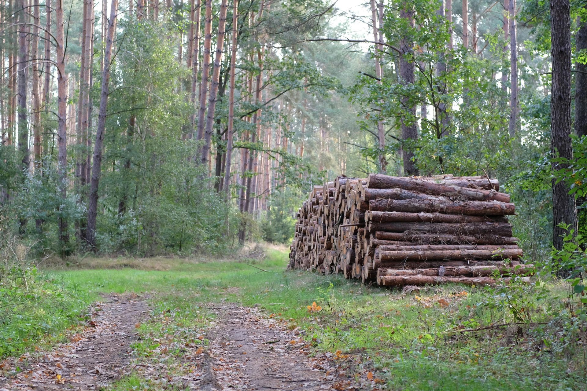 Stacked logs beside a forest path in a green woodland.