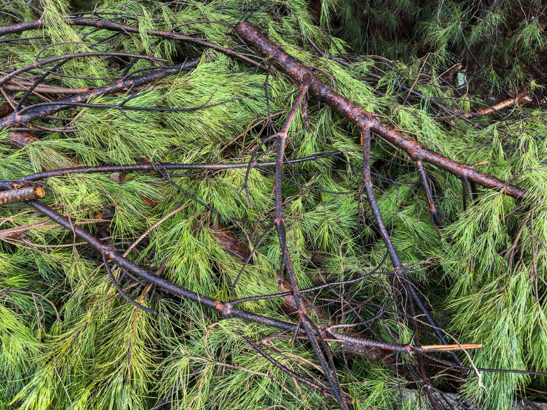 Green pine branches and dark twigs scattered on the ground