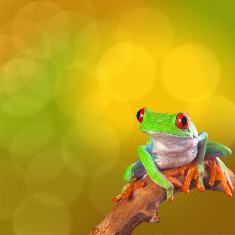 a green frog with red eyes is sitting on a branch